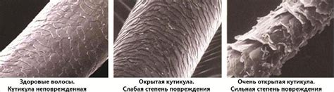 Влияние пористости волос на структуру и состояние волос