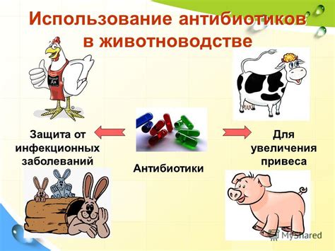 Влияние применения антибиотиков на устойчивость