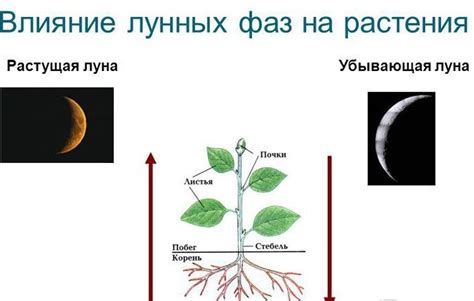 Влияние прищипки растений на рост