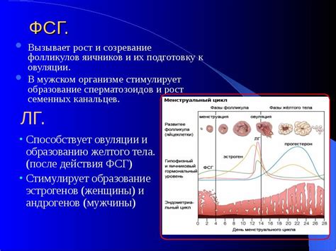 Влияние прогестерона на организм