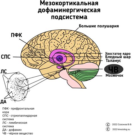 Влияние псилоцибинового на мозг и основные эффекты