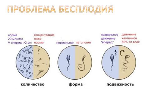 Влияние размера яичек на плодовитость