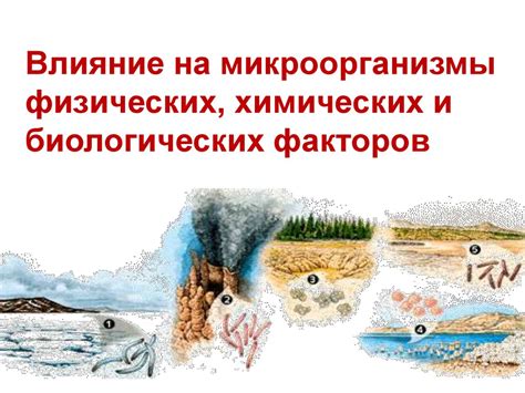 Влияние разового антиаойна на микроорганизмы в природных биотопах