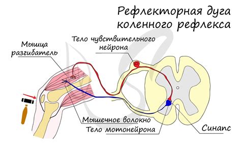 Влияние разрушенного рефлекса на путь жизни и предстоящее время