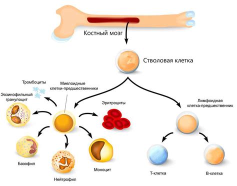 Влияние реактивного костного мозга на здоровье