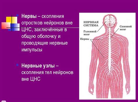 Влияние рефлекторного действия на организм