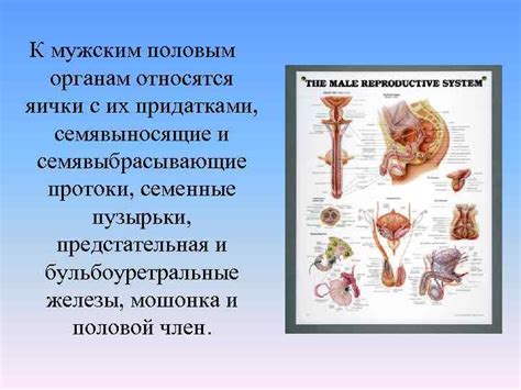 Влияние сексуального образования и опыта на прикосновение к мужским интимным органам