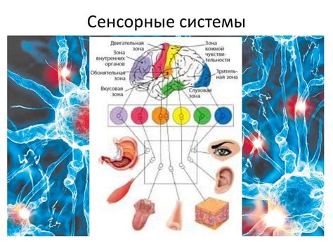 Влияние сенсорной интеграции на умственные способности