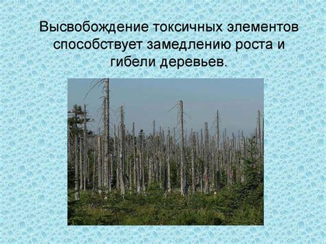 Влияние снежных образований на окружающую природу в зимний период