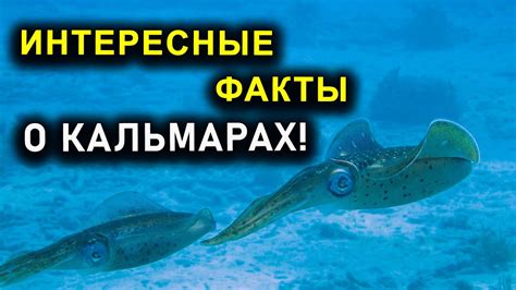 Влияние сновидений о морских существах на наше поведение и принятие решений