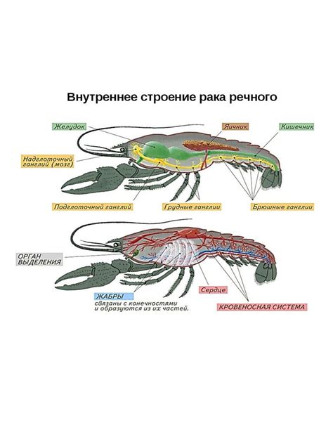 Влияние сновидения о ракообразных на психологический опыт и реальное поведение