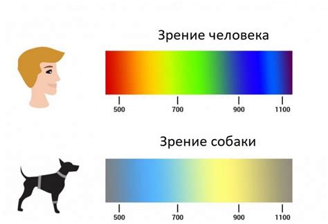 Влияние сочетания цвета кошки и цвета собаки во сне на его толкование