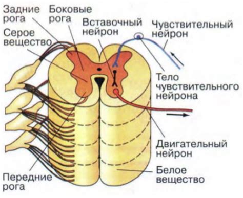 Влияние спинного мозга на поведение и двигательную активность