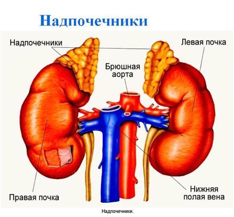 Влияние стимуляции коры надпочечников на организм