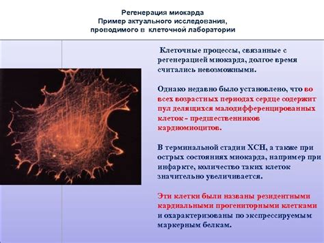 Влияние стромы клеточной на клеточные процессы