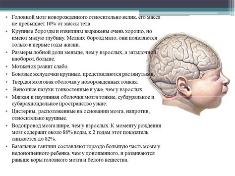 Влияние структур головного мозга на корковую ритмику