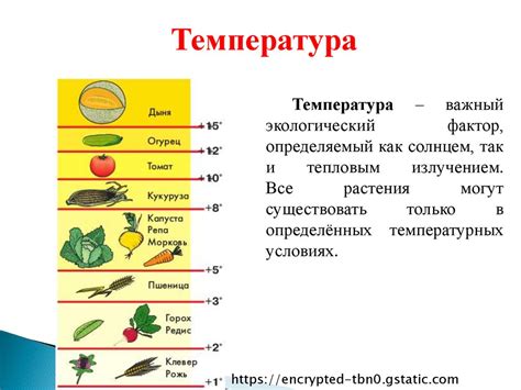 Влияние температуры на ароматы