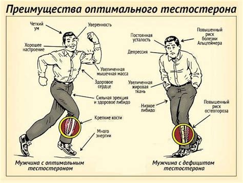 Влияние тестостерона на организм