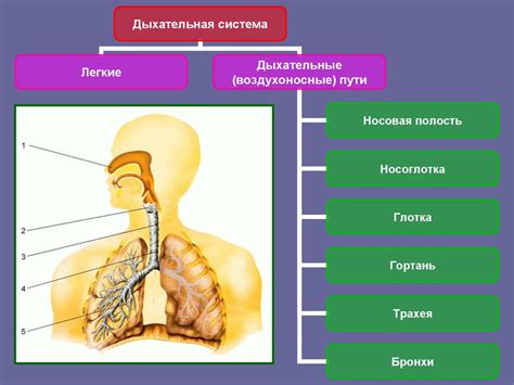 Влияние томного дыхания на организм человека