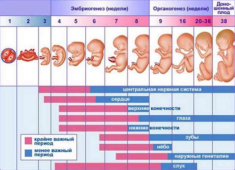 Влияние тяжелого хода беременности на здоровье ребенка