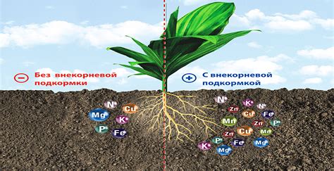 Влияние удобрений на растения: польза для здоровья и качества урожая