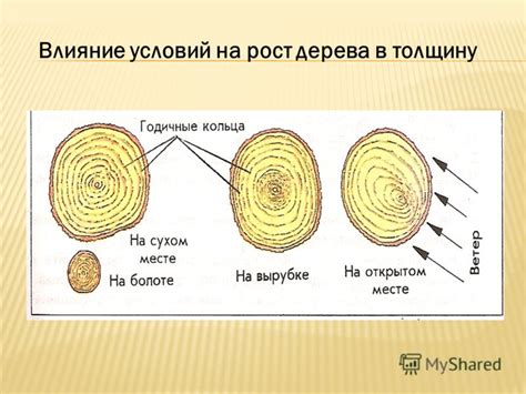 Влияние условий на образование псевдомицелия