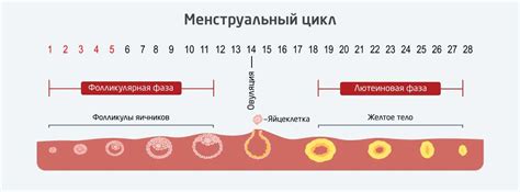 Влияние физиологии женского цикла на сновидения