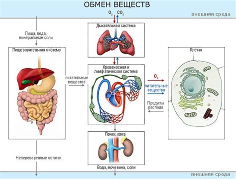 Влияние физиологических процессов на обмен веществ