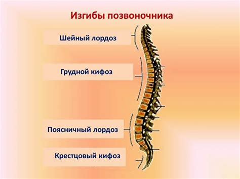 Влияние физиологического лордоза на развитие ребенка