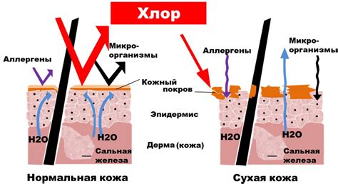 Влияние хлорированной воды на запах тела