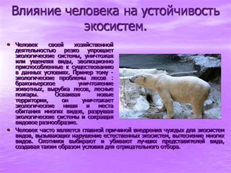 Влияние чалых коров на экосистему