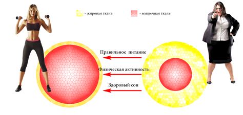 Влияние шин цин хо на обмен веществ