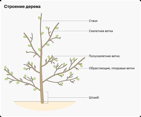 Влияние штамбы на рост и развитие растения