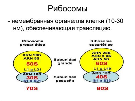 Влияние 80s рибосом на лейдно-зависимое полисомное сканирование