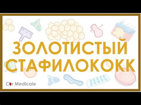 Влияние Staphylococcus aureus 10^3 на организм человека