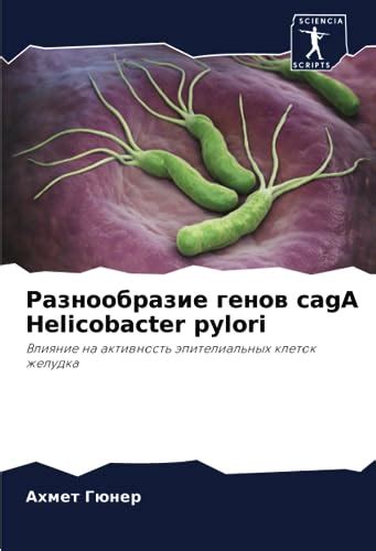 Влияние helicobacter pylori на желудок и здоровье