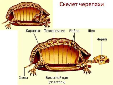 Внешнее строение панциря