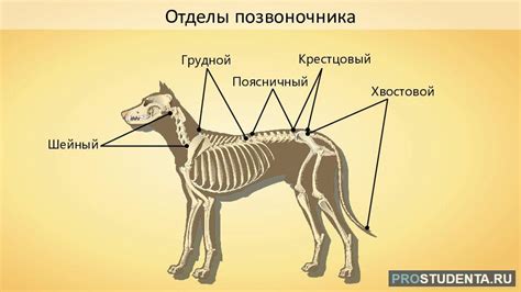 Внешние особенности