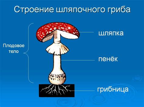 Внешние особенности гриба Ленина и его популярность