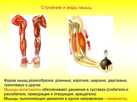 Внешние факторы, приводящие к сгоранию мышц