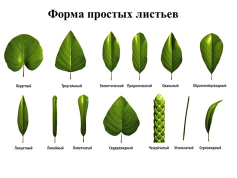 Внешний вид и форма листьев