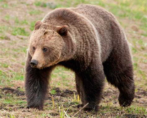 Внешний вид и характеристики бурого медведя