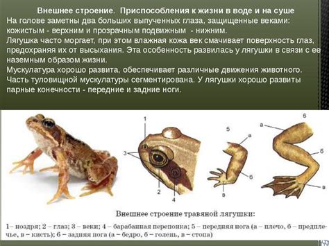 Внешний облик и символика лягушки в пророческом сне