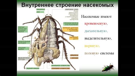 Внутреннее и внешнее очищение: насущная потребность