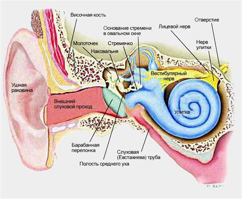Внутреннее ухо: структура и функции
