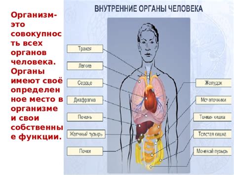 Внутренние органы и их функции