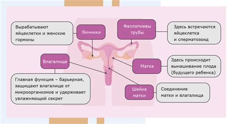 Внутренние побуждения и стремления женщины