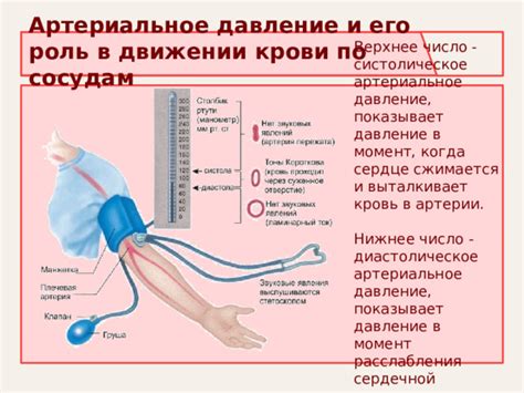 Внутривенное давление и его роль