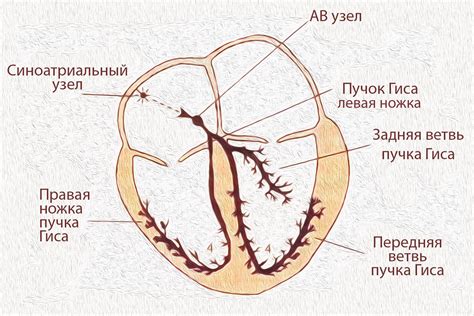 Внутрижелудочковая проводимость: что это и почему она важна