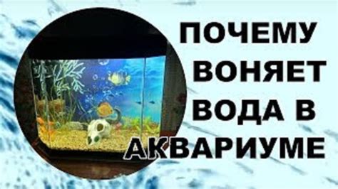 Вода в нагревателе: причины неприятного запаха и способы борьбы